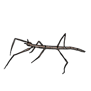 stick insects